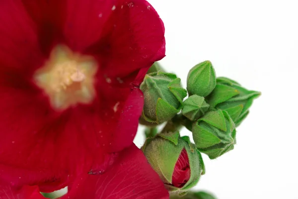 野锦葵属植物花 — 图库照片