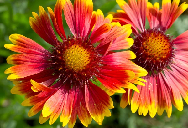 Dos flores de otoño — Foto de Stock