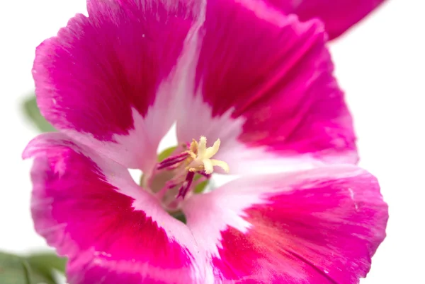 Boeket van bloemen closeup — Stockfoto