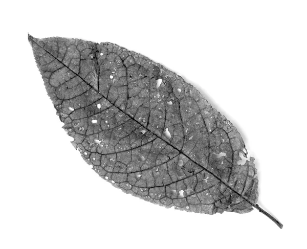 Leaf with holes, eaten by pests — Stock Photo, Image