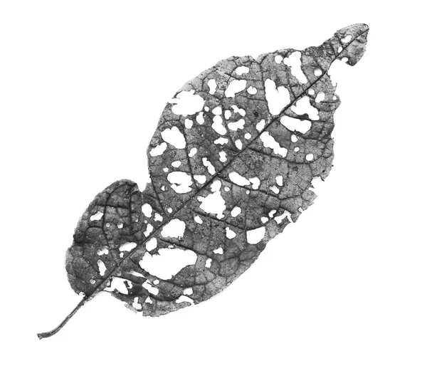 害虫に食べられる穴のある葉 — ストック写真
