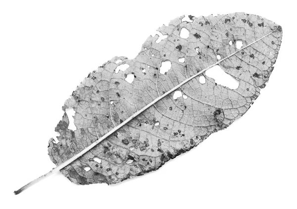 Leaf with holes, eaten by pests — Stock Photo, Image