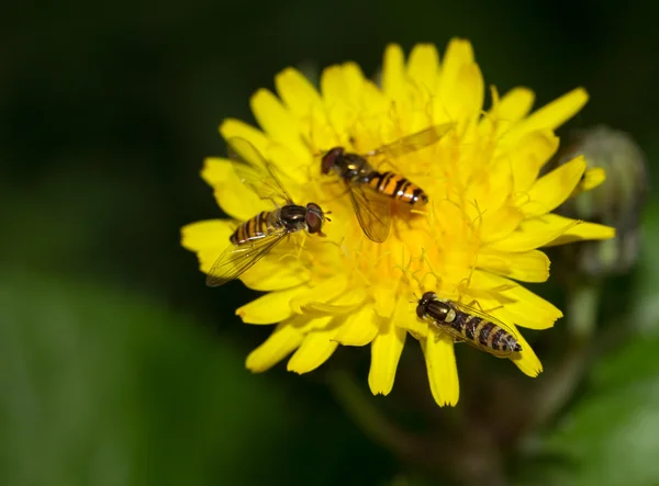 Abejas en una flor de diente de león — Foto de Stock