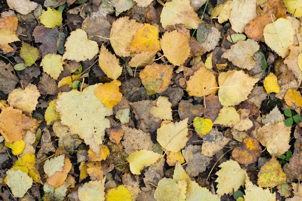 Jesień opadłych liści — Zdjęcie stockowe