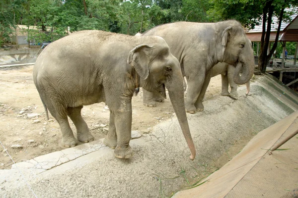 Grijze olifanten in de dierentuin — Stockfoto