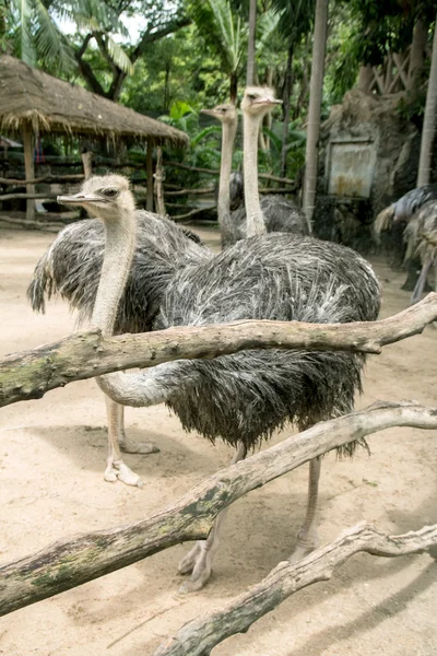 Avestruces en el zoológico — Foto de Stock