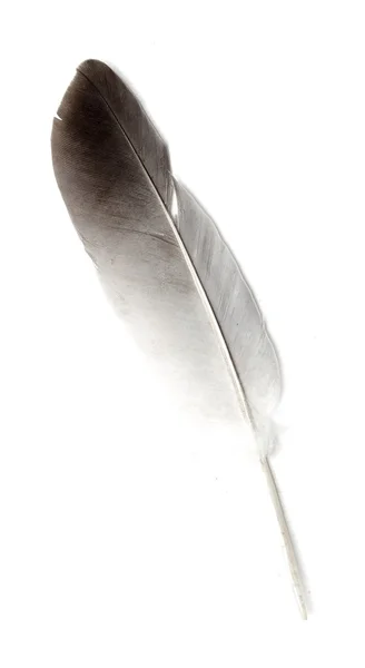 Plume d'oiseau isolée — Photo