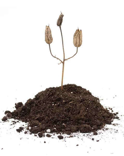 Plant in soil on white — Stock Photo, Image