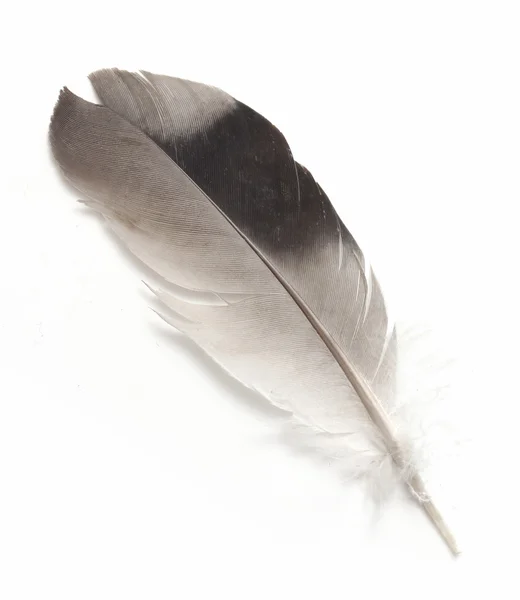 Bird feather isolated — Stock Photo, Image