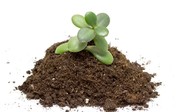 토양에 있는 푸른 식물 — 스톡 사진