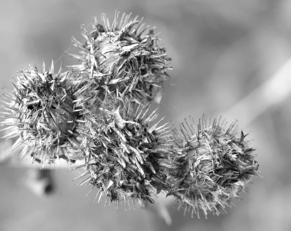 Runda torra blommor — Stockfoto