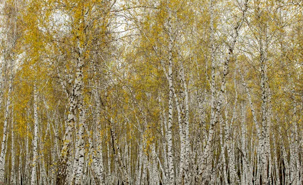 Bosque de abedul de otoño — Foto de Stock