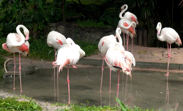 Doğada pembe flamingolar — Stok fotoğraf