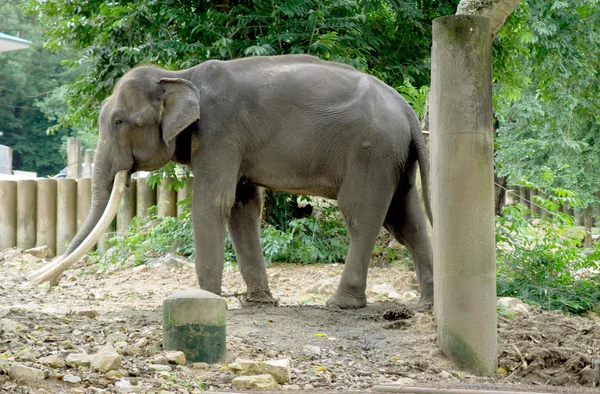 Азиатский слон в зоопарке — стоковое фото