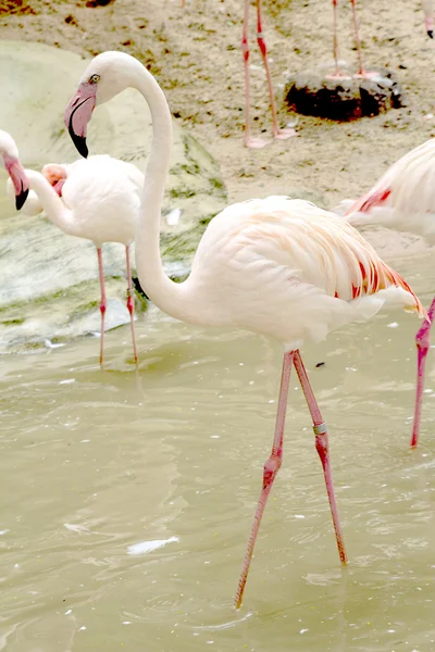 Rózsaszín flamingók, a természetben — Stock Fotó