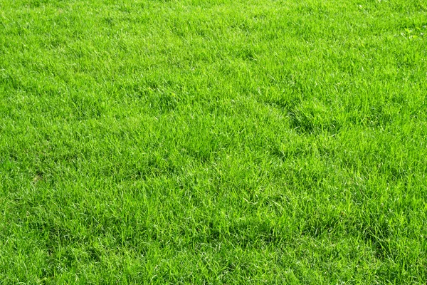 Green grass background — Stock Photo, Image