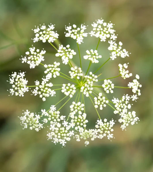 Vita blommor av rölleka — Stockfoto