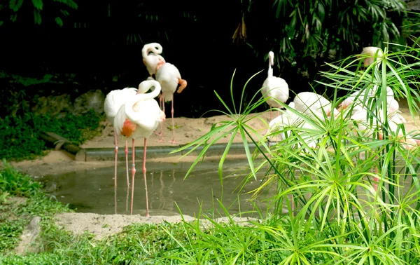 Doğada pembe flamingolar — Stok fotoğraf
