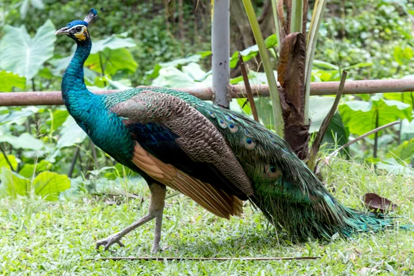 Doğa doğa Peacock'da — Stok fotoğraf