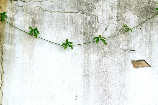 Plant on background wall — Stock Photo, Image