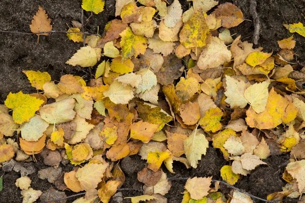Outono folhas caídas — Fotografia de Stock