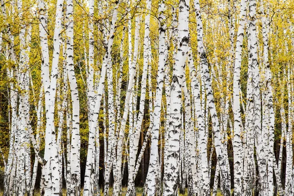 Autumn birch forest — Stock Photo, Image