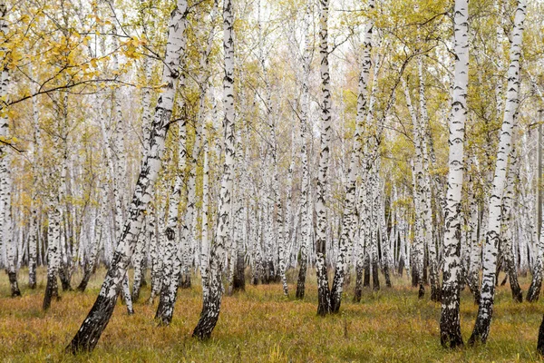 Sonbahar huş ağacı orman — Stok fotoğraf