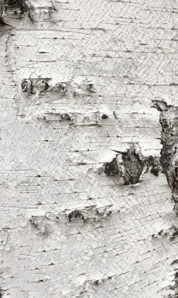 Birch bark fundo — Fotografia de Stock