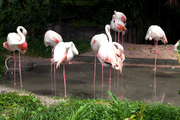 Rózsaszín flamingók, a természetben — Stock Fotó