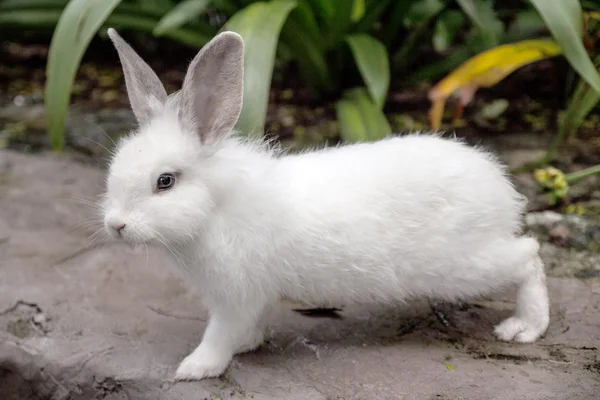 Kleines weißes Kaninchen — Stockfoto