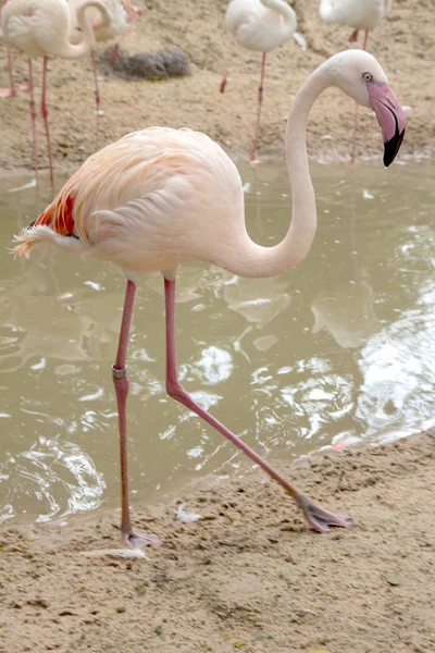 Flamencos rosados en la naturaleza — Foto de Stock