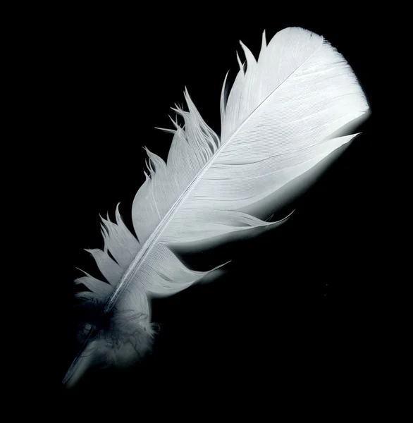 Plume d'oiseau sur noir — Photo