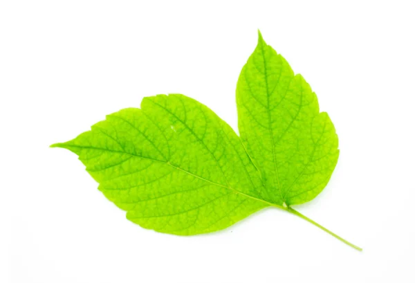 Green leaves on white — Stock Photo, Image