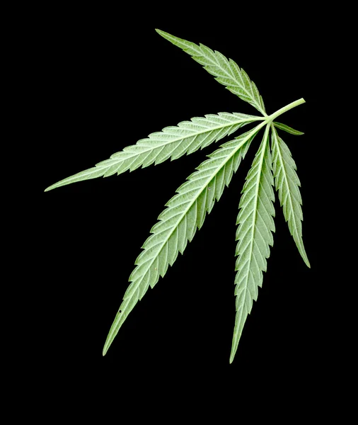 Groene blad van de marihuana — Stockfoto