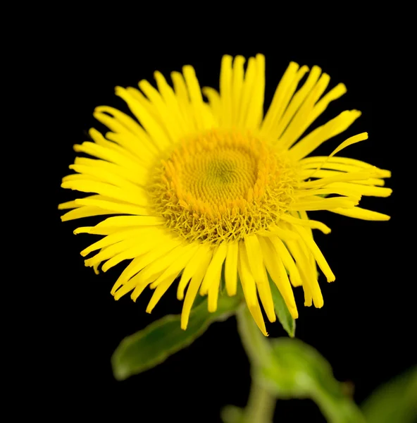 Yellow daisy on black — Stock Photo, Image