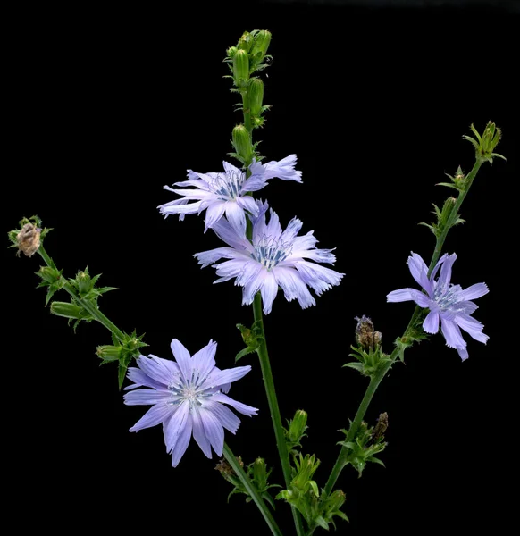 Cichorei, Cichorium intybus, geïsoleerd — Stockfoto