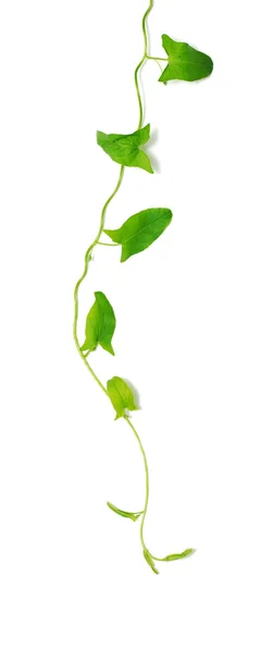 Zöld ivy elszigetelt — Stock Fotó