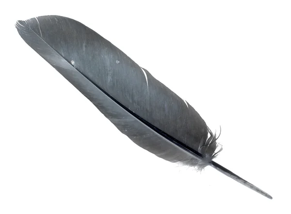 Bird feather isolated Stock Picture