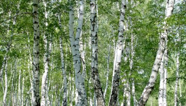 Beyaz huş ağaçları