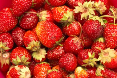 Kırmızı çilek zemin