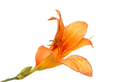 Turuncu lily çiçek