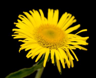 Siyah üstüne sarı papatya