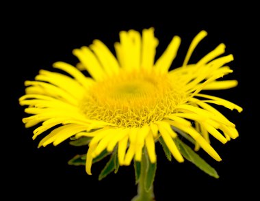 Siyah üstüne sarı papatya