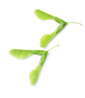 Yeşil akçaağaç tohumu