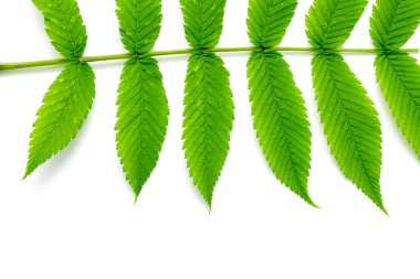 Yeşil eğrelti otu yaprakları