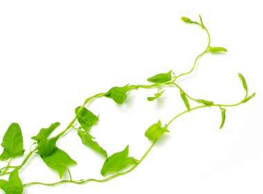 Bir beyaz yeşil sarmaşık