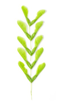 Yeşil akçaağaç tohumu