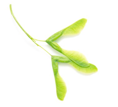 Yeşil akçaağaç tohumu