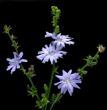 İzole hindiba, Cichorium intybus,