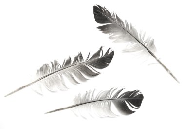 Bir beyaz bir kuş tüyü